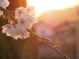 桜と夕日　春　集落の中