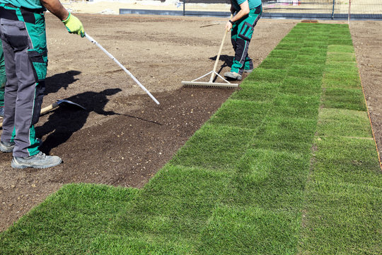Rollrasen wird verlegt (Laying rolled turf)