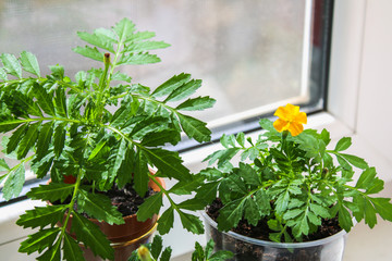 Fototapeta na wymiar Young marigolds growing on the windowsill in the house.