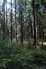 Fototapeta na wymiar Pine forest. Depths of a forest. Journey through forest paths. T