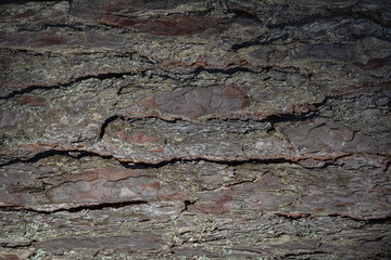Tree bark texture background
