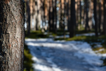 Obraz premium Lone Pine in Forest close-up