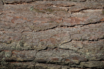 Tree bark texture background