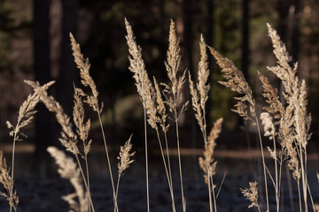 Fototapeta premium Field of barley in the sunlight