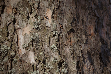 Tree bark texture background