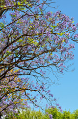 Fototapeta premium Blooming Blue Jacaranda Tree in Adelaide, Australia