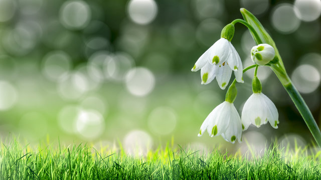 Fototapeta maiglöckchen in der frühlingssonne.