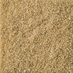 White sesame seed background and textured. Top view