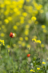 Campo de flores amapolas y jaramagos