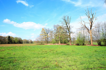 Obraz premium Scenic Versmolder Bruch in East Westphalia, Germany