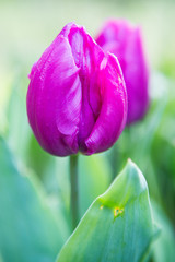 Tulipe