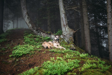 Dog in a mystical forest. Dog walking outdoors in a forest.