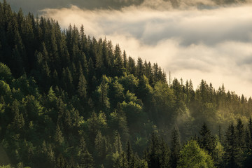 Mountain hills covered with morning fog in summer.