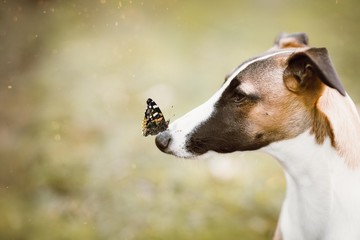 whippet with butterfly