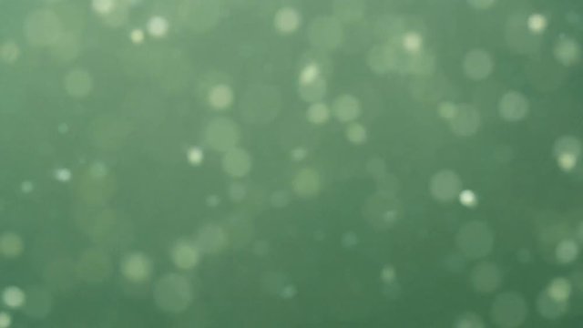Plankton is under water. Daphnia moyna