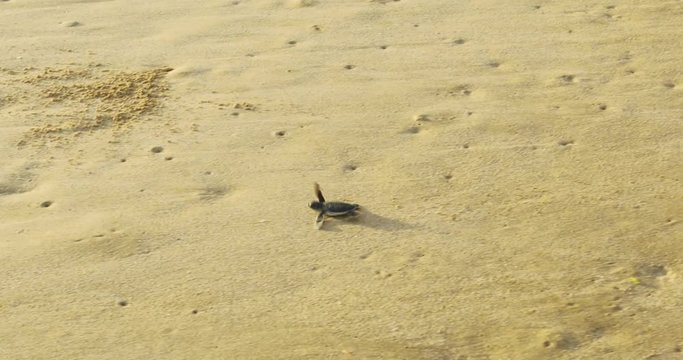 Video footage of a little turtle hatchling crawls on the white sand toward the sea at Pangumbahan beach, Ujung Genteng, Sukabumi, West Java, Indonesia. Shot in 4k resolution