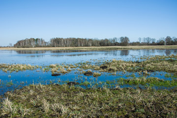 Water in the meadow and forest