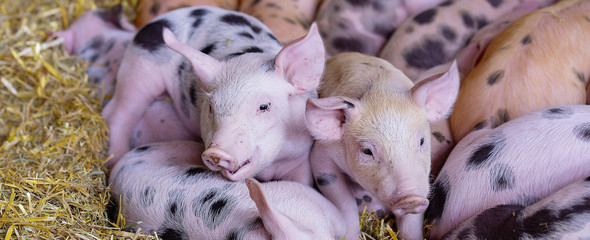 Ferkel Schweine S&auml;ue