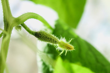 Hanging cucumbers grown in house on the balcony on a sunny summer day.
