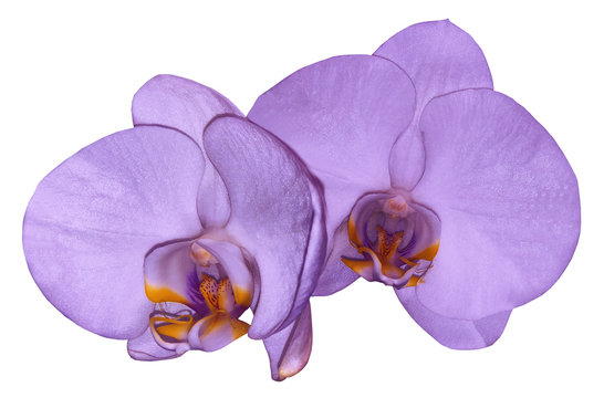Orchid violet flower isolated on white background with clipping path. Closeup. Purple phalaenopsis flower with orange-violet lip. Nature.