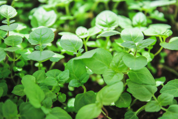 Fresh mint leafs, Mint herbs, Kitchen Mint, mint background.