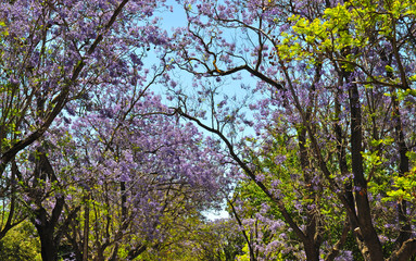 Little suburban street full of green trees and blooming jacaranda. Adelaide, Australia