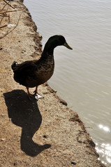 wild ducks and geese swim in the lake