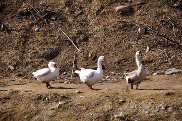 three domestic goose, it is important go to the side of the house.