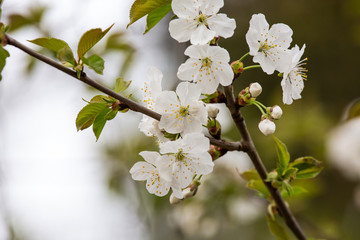 spring flowers