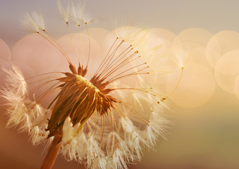 Spring dandelion in the light of setting sun, zen background