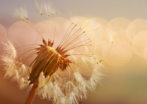 Fototapeta Spring dandelion in the light of setting sun, zen background