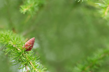 Fir cone on branch with green needles. Natural environment background with copy space.