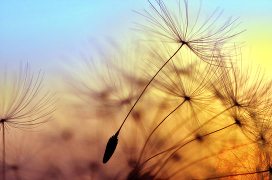 Fototapeta Spring dandelion in the light of setting sun, zen background
