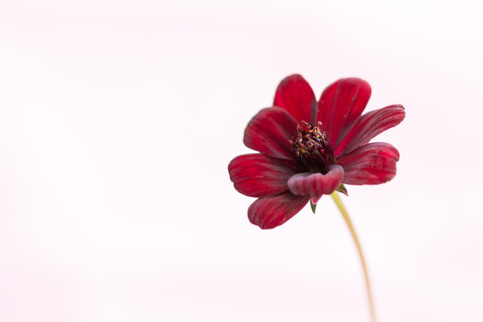 Cosmos Atrosanguineus Flower 