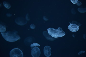 くらげ Jellyfish