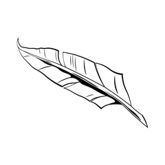 Feather pen.  Illustration Isolated On White