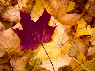 Naklejka na ściany i meble Colorful Autumn leaves
