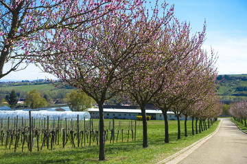 wonderful pink almond and cherry blossom trees in spring in Palatinate, Germany, an avenue of flowers at the southern wine route