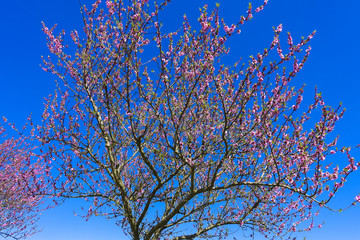 wonderful pink almond and cherry blossom trees in spring in Palatinate, Germany, an avenue of flowers at the southern wine route