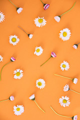 flowers on bright color background. Happy spring concept.