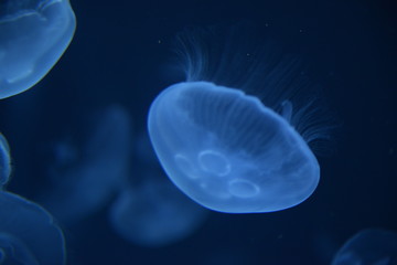 くらげ Jellyfish