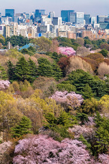Fototapeta na wymiar 都心の桜