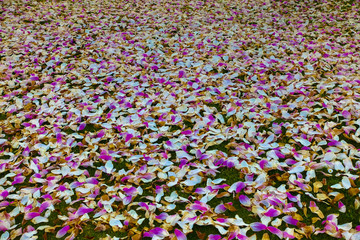 wonderful pink magnolia tree with colorful leaves falling down