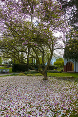 wonderful pink magnolia tree with colorful leaves falling down