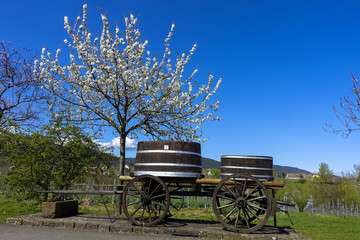 Fototapeta na wymiar an old grapes winery harvest tool next to cherry blossom tree in Palatinate, Germany
