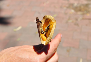 The hand holding the seed pod of a jacaranda tree with a neutral background