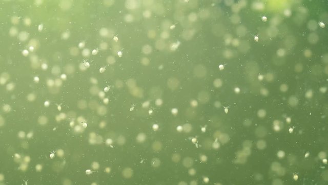 Plankton is under water. Daphnia moyna