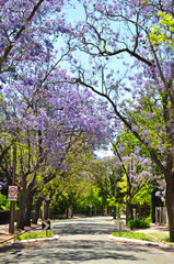 Naklejka premium Little suburban street full of green trees and blooming jacaranda. Adelaide, Australia