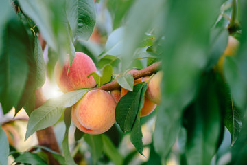 Sweet peach fruits growing on a peach tree branch
