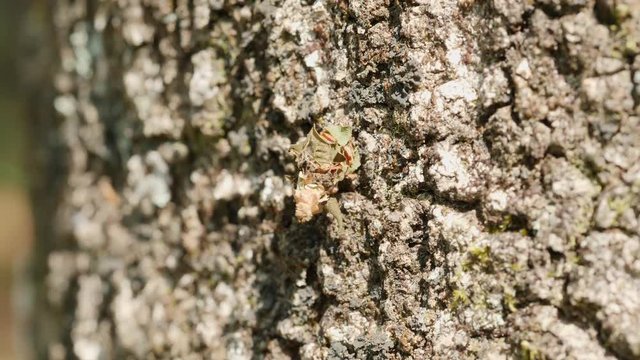 4K Bagworm Moth (Psychidae) Caterpillar Crawling 1